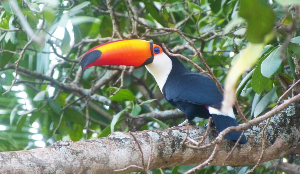 Como organizar uma viagem para&nbsp;Bonito