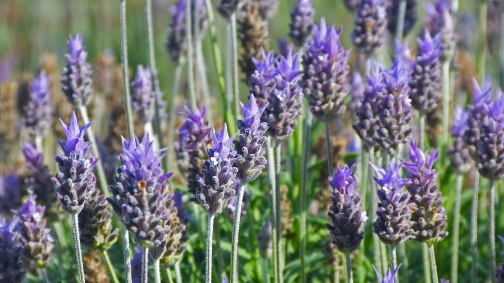 As plantações de lavanda em&nbsp;Cunha