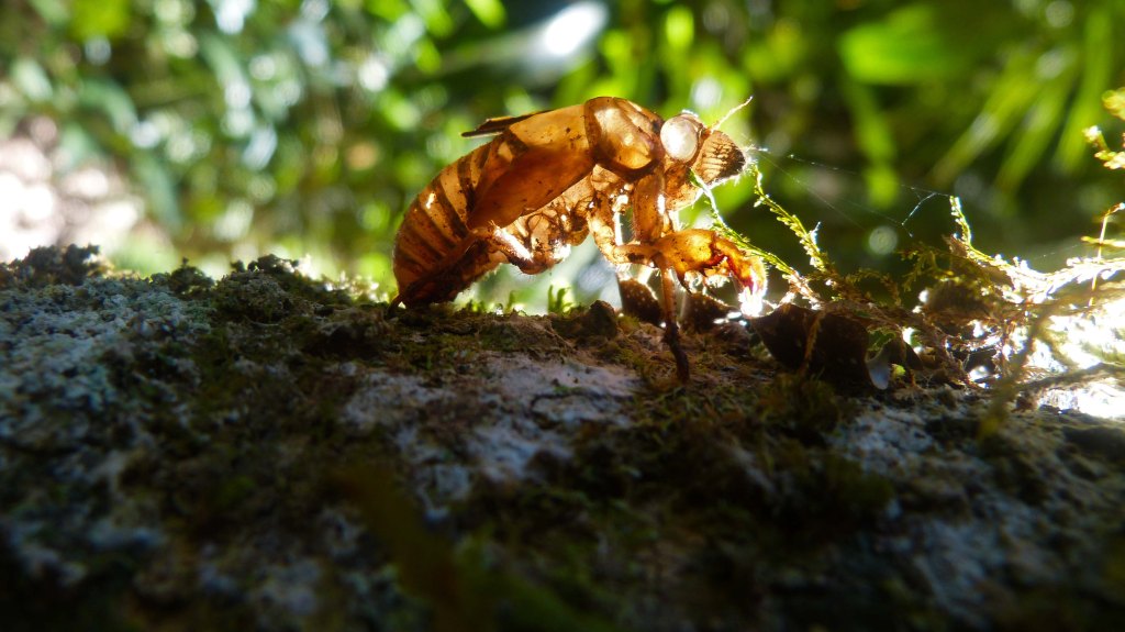 Parque Estadual Serra do Mar: Trilha do Rio&nbsp;Paraibuna