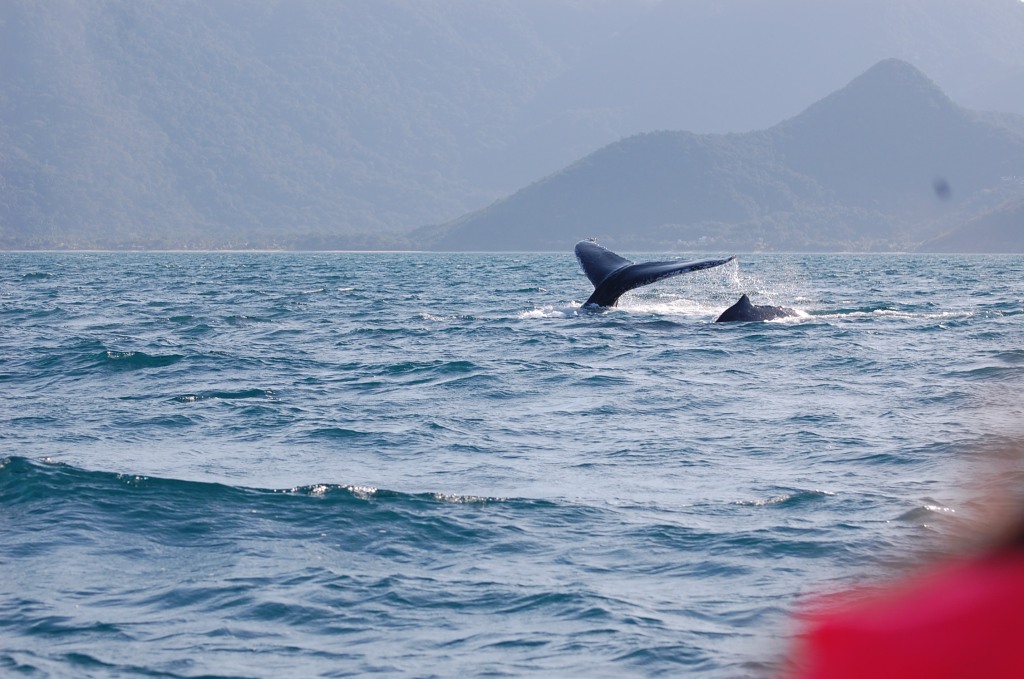 Baleias-jubarte (Megaptera novaeangliae) em Ilhabela (SP), rumo à Abrolhos (BA), registradas durante saída embarcada.
