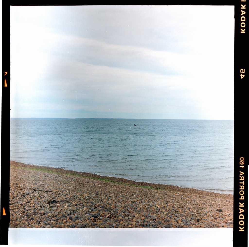 Foto analógica de baleia-franca-austral na reserva de El Doradillo, no Golfo Novo, Patagônia argentina.