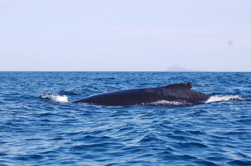 Baleia jubarte avistada durante saída embarcada em Ilhabela (SP). Ao fundo, o arquipélago de Alcatrazes. 
