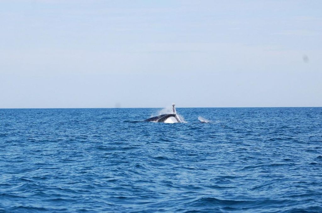 Baleia jubarte após salto, registro feito em Ilhabela (SP).