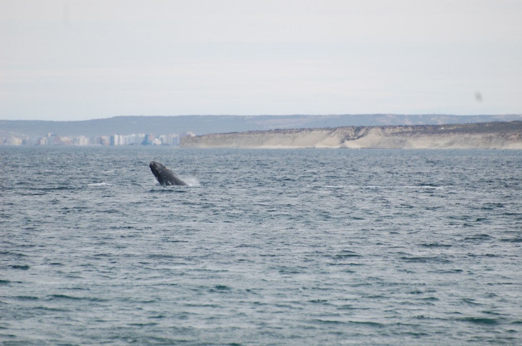 Baleia-franca-austral saltando em uma das praias da reserva de El Doradillo, no Golfo Nuevo. Ao fundo, a cidade de Puerto Madryn