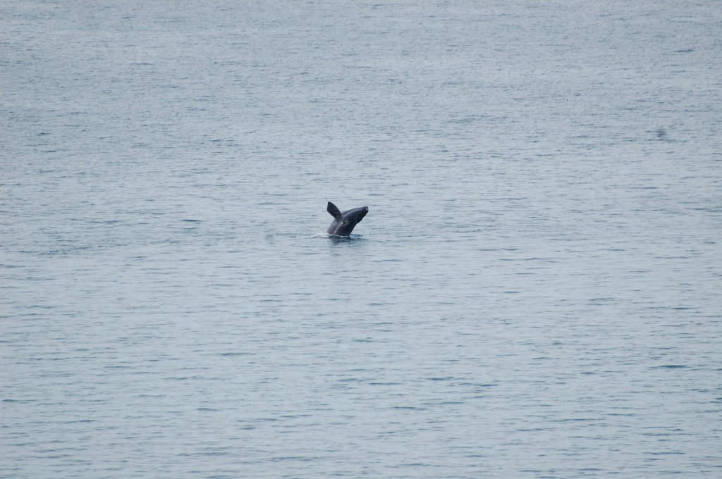 Península Valdés: dá pra ver baleia na Argentina sem pagar&nbsp;nada!