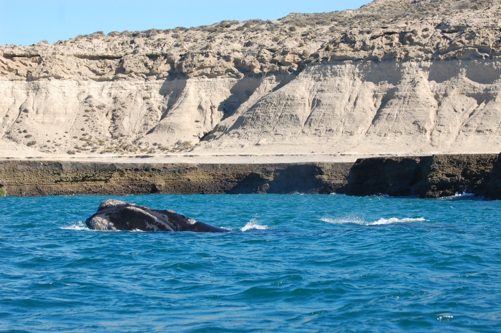Puerto Madryn e Península Valdés: o paraíso pra quem gosta de vida&nbsp;selvagem