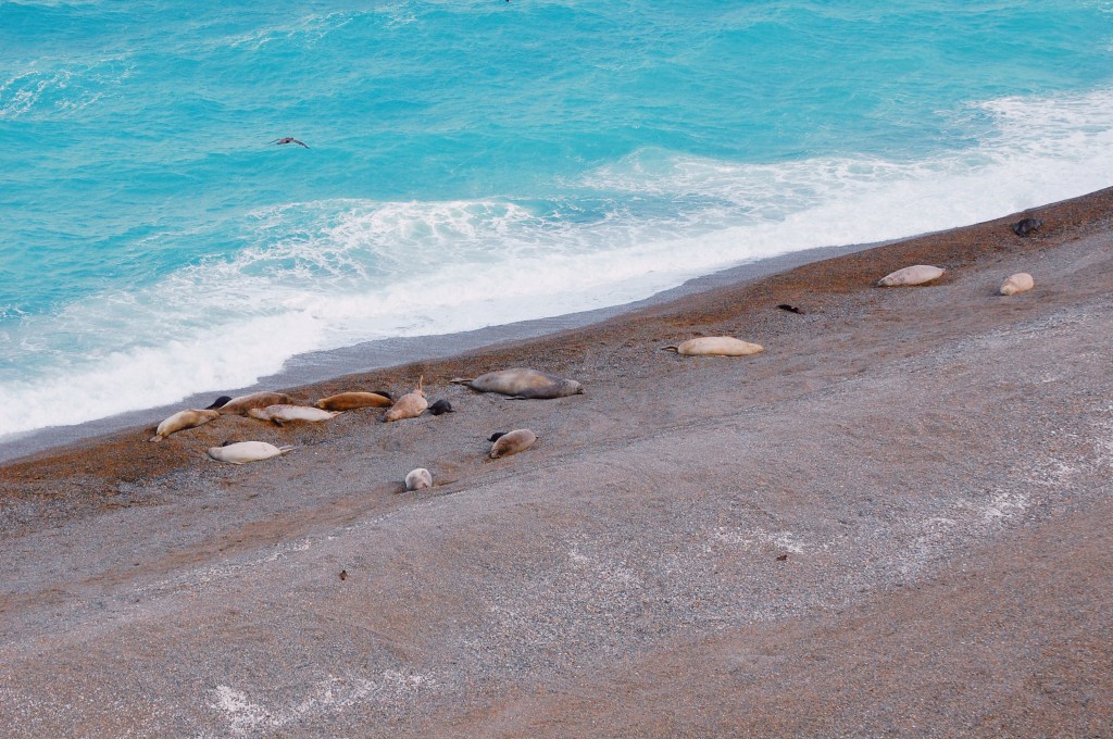 Elefantes-marinhos-do-sul (Mirounga leonina) na Punta Cantor da Península Valdés