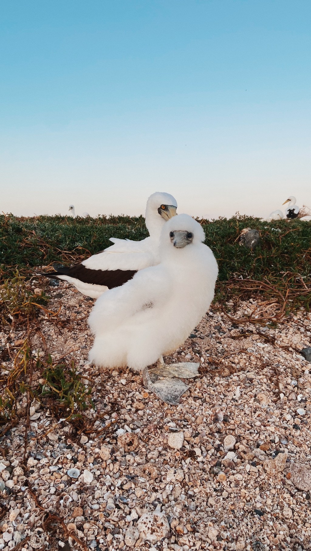 4 documentários para assistir antes de viajar para&nbsp;Abrolhos